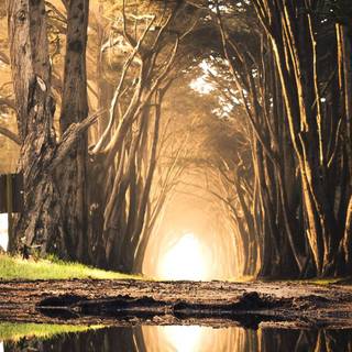 Fantasy forest iPhone wallpaper