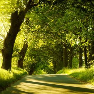 Nature dual monitor wallpaper