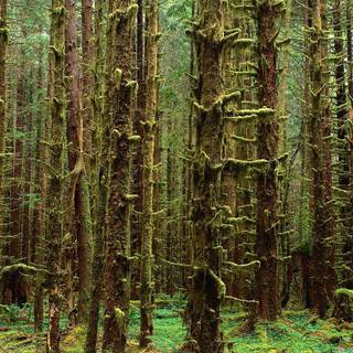 Nature dual monitor wallpaper