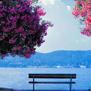 Nature dual monitor wallpaper