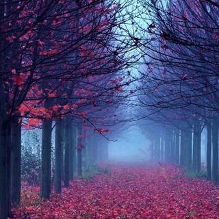 Nature dual monitor wallpaper