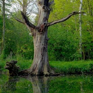 Nature dual monitor wallpaper