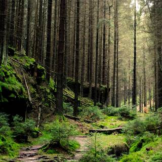 Nature dual monitor wallpaper