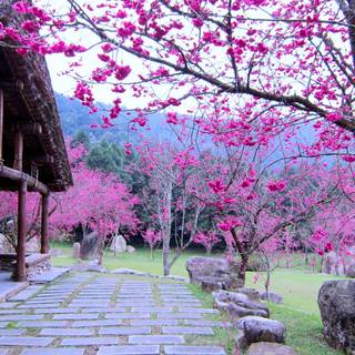 Sakura garden wallpaper