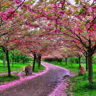 Sakura garden wallpaper