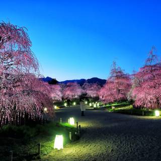 Sakura garden wallpaper