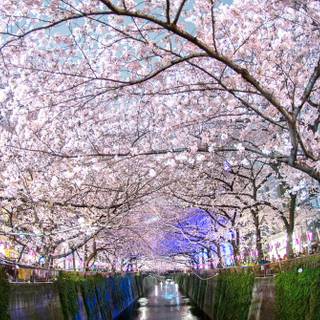 Sakura garden wallpaper