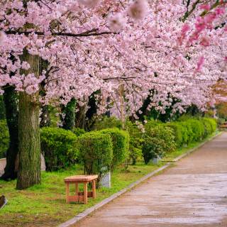 Sakura garden wallpaper