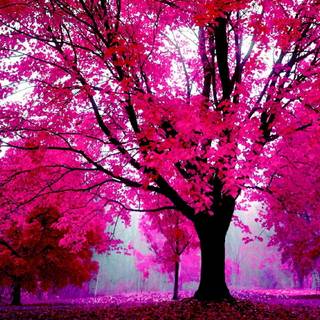 Too pretty wallpaper