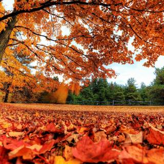 Autumn vibes laptop wallpaper