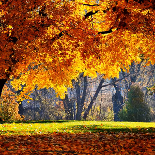 Autumn vibes laptop wallpaper