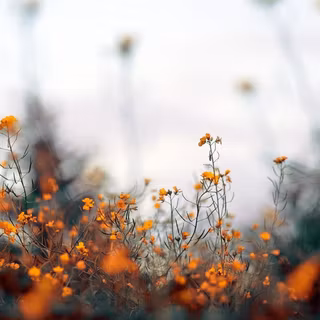 Autumn vibes laptop wallpaper