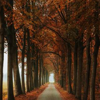 Autumn stone wallpaper