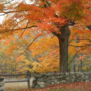 Autumn stone wallpaper