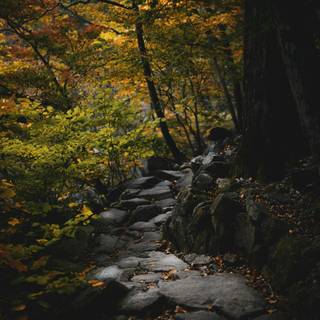 Autumn stone wallpaper