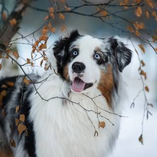 Miniature American Shepherd wallpaper