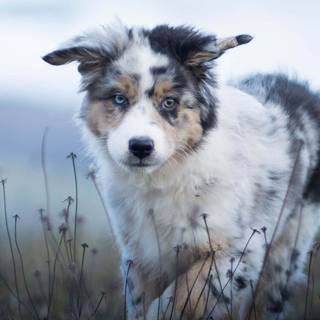 Miniature American Shepherd wallpaper