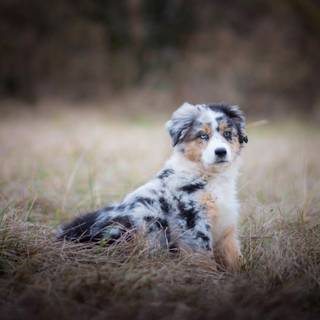 Miniature American Shepherd wallpaper