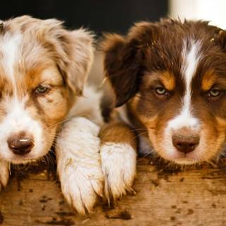 Miniature American Shepherd wallpaper