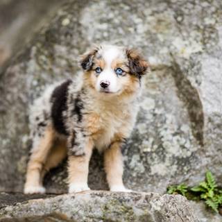 Miniature American Shepherd wallpaper