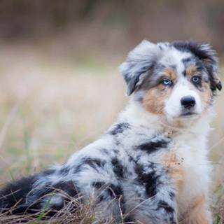 Miniature American Shepherd wallpaper