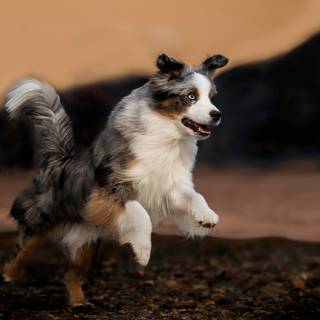 Miniature American Shepherd wallpaper