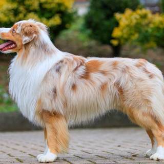 Miniature American Shepherd wallpaper