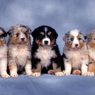 Miniature American Shepherd wallpaper