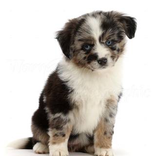 Miniature American Shepherd wallpaper
