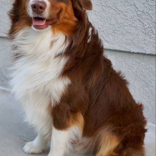 Miniature American Shepherd wallpaper