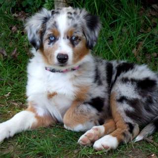Miniature American Shepherd wallpaper