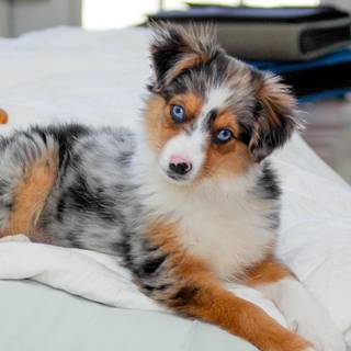 Miniature American Shepherd wallpaper