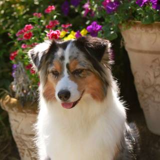 Miniature American Shepherd wallpaper
