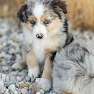 Miniature American Shepherd wallpaper