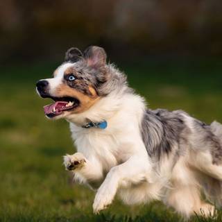 Miniature American Shepherd wallpaper