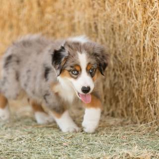 Miniature American Shepherd wallpaper
