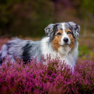 Miniature American Shepherd wallpaper