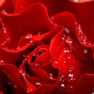 Skull drop roses wallpaper