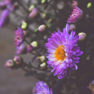 Desktop 2k wallpaper