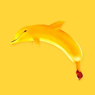 Banana dolphin wallpaper