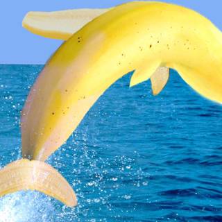 Banana dolphin wallpaper
