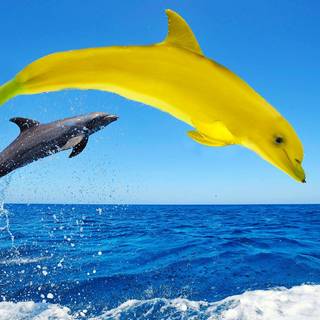 Banana dolphin wallpaper