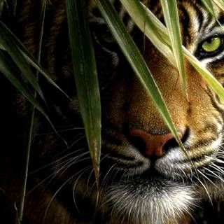 Cool tiger computer wallpaper