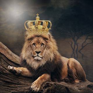 Crown lion computer wallpaper