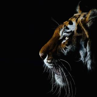 Cool tiger computer wallpaper