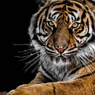 Cool tiger computer wallpaper