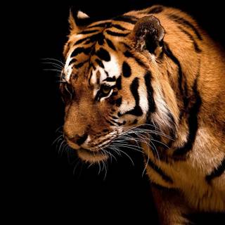 Cool tiger computer wallpaper