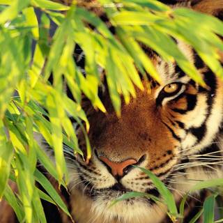 Cool tiger computer wallpaper