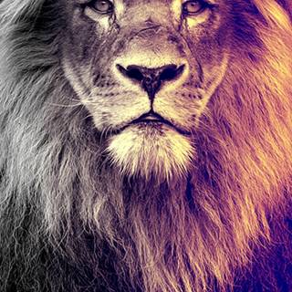 Lion wallpaper