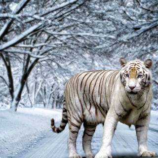 Cool tiger computer wallpaper